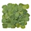 300-Count Eucalyptus Petals