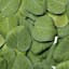 300-Count Eucalyptus Petals