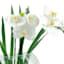 Laila Ali Orchid with Glass Vessel, 15"