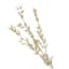 Found & Fable White Oat Stem, 31"
