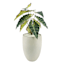 Tracey Boyd Alocasia in Pot, 29"