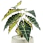 Tracey Boyd Alocasia in Pot, 29"