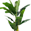 Banana Tree in Ceramic Grey Pot, 6'