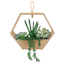 Succulent Arrangement with Wooden Box Planter, 9"