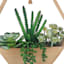 Succulent Arrangement with Wooden Box Planter, 9"