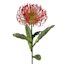 Red Protea Floral Stem, 27"