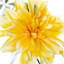 Yellow Dahlia & Eucalyptus in Glass Vase, 10"