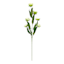 6-Bulb Green Ranunculus Floral Spray, 31"