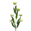6-Bulb Green Ranunculus Floral Spray, 31"