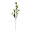 6-Bulb Cream Ranunculus Floral Spray, 31"