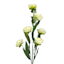 6-Bulb Cream Ranunculus Floral Spray, 31"
