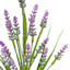 Willow Crossley Purple Muscari Floral Spray, 12"