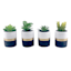 Set of 4 Succulents