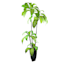 Bird's Nest Fern in Decorative Metal Pot, 6'