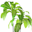 Bird's Nest Fern in Decorative Metal Pot, 6'