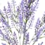 7-Head Purple Astilbe Floral Bush, 19"