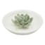 Found & Fable Ceramic Succulent Incense Holder, 4"