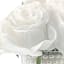 Cream Rose Floral Bouquet with Pearls in Glass Vase, 8"