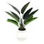 Tracey Boyd Bird of Paradise in White Pot, 18"