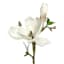 Willow Crossley White Magnolia Pick, 14"