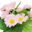 Pink Daisies in White Ceramic Pot, 7"