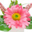 Pink Daisy in Square Ceramic Pot, 7"