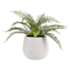 Fern Arrangement in White Ceramic Pot, 12"