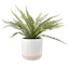 Fern Arrangement in White Ceramic Pot, 18"