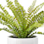 Fern Arrangement in White Ceramic Pot, 18"