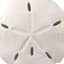 Ty Pennington White Sand Dollar Figurine, 10"