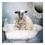 Bathtub Sheep Canvas Wall Art, 12"