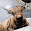 Bathtub Bull Canvas Wall Art, 12"