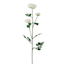 Willow Crossley White Ranunculus Floral Spray, 25"