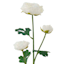 Willow Crossley White Ranunculus Floral Spray, 25"
