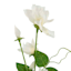 Willow Crossley White Sweet Pea Floral Pick, 12"