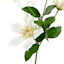 Willow Crossley White Clematis Floral Pick, 12"