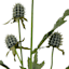 Willow Crossley Green Sea Holly Floral Pick, 12"