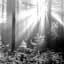 Black & White Forest Canvas Wall Art, 36x60