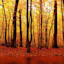 Forest Canvas Wall Art, 40"