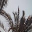 Providence Palm Tree's Canvas Wall Art, 20x16