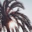 Providence Palm Tree's Canvas Wall Art, 20x16