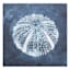 Ty Pennington Navy Blue Sea Urchin Shell Canvas Wall Art, 14"