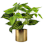 Variegated Leaves in Metallic Pot, 10"