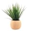 Grass in White Oak Pot, 11"