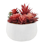 Honeybloom Red Succulents in Cement Pot