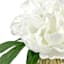Providence White Peony in Glass Planter, 7"