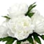 Providence White Peony in Gold Glass Planter, 13.5"