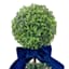 Providence Single Ball Boxwood Topiary in White Ceramic Pot, 16"