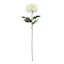 Willow Crossley White Star Floral Stem, 24"