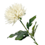 Willow Crossley White Star Floral Stem, 24"